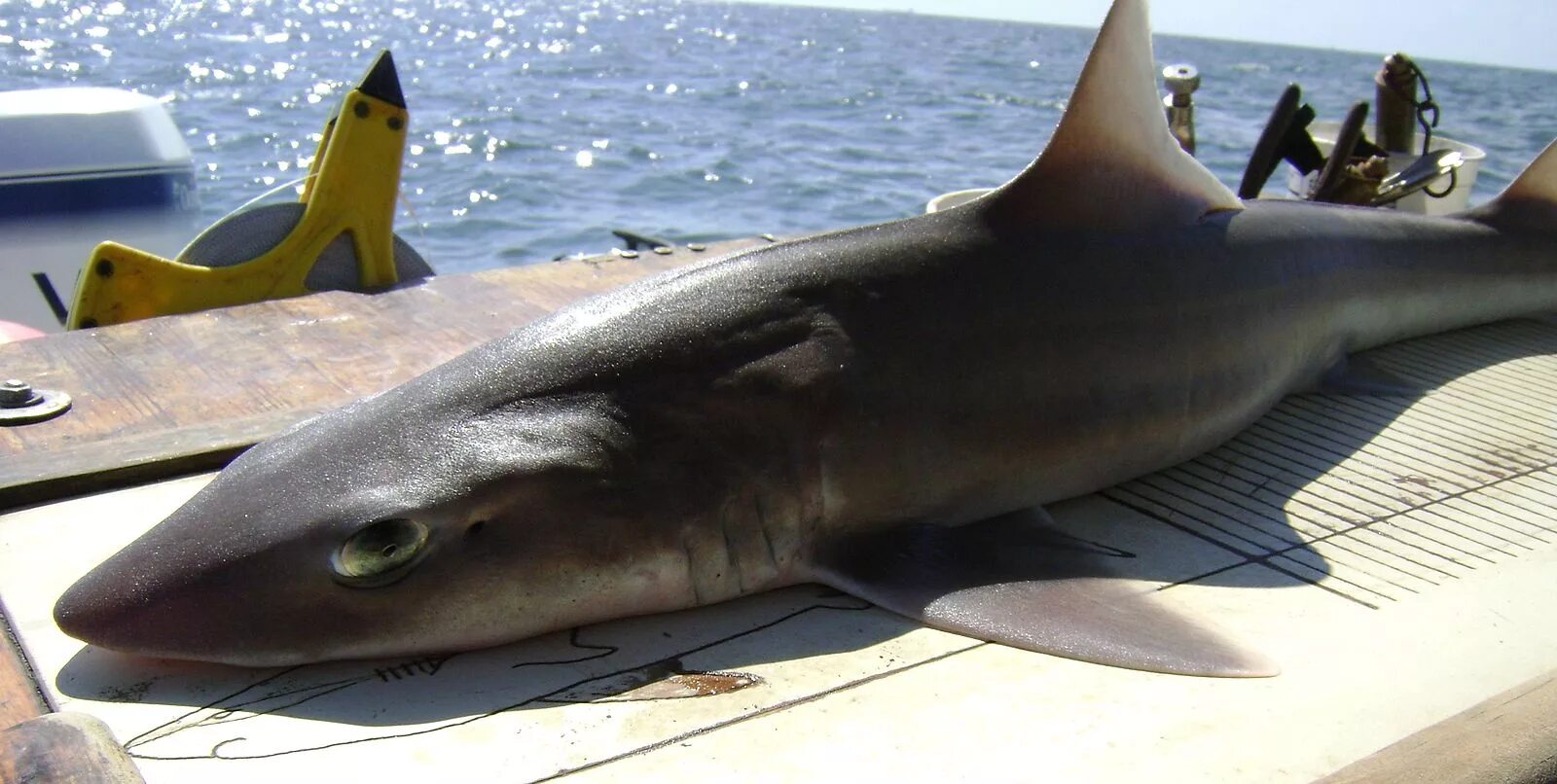 Акула в черном море какие фото Файл:Mustelus canis noaa.jpg - Википедия