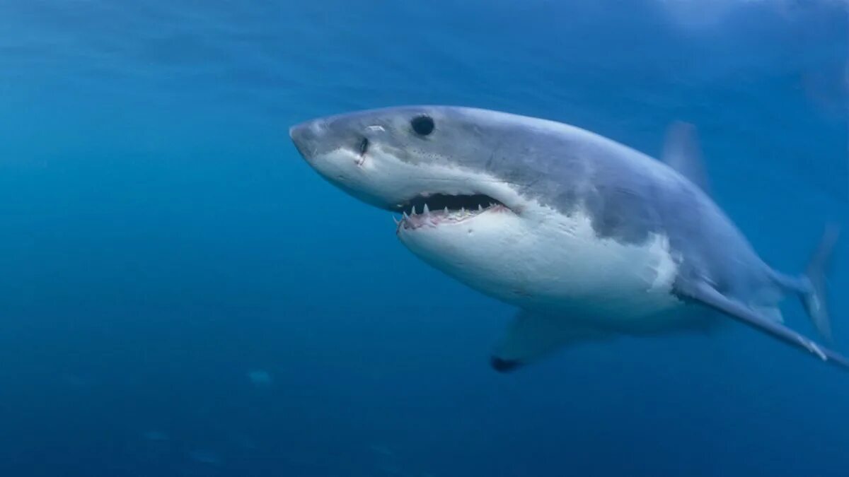 Акула в черном море какие фото BBC World Service - Newsday, How orcas hunt sharks in South Africa