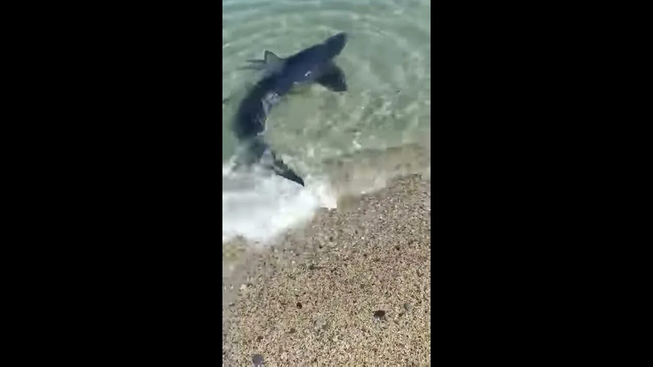 Акула в черном море какие фото черноморская акула катран .Covid 19 свел с ума даже рыб ) катран решил позагорат