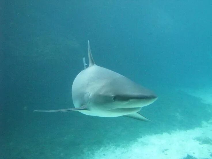 Акула в черном море какие фото Белая акула Shark fishing, Best places to retire, House in nature