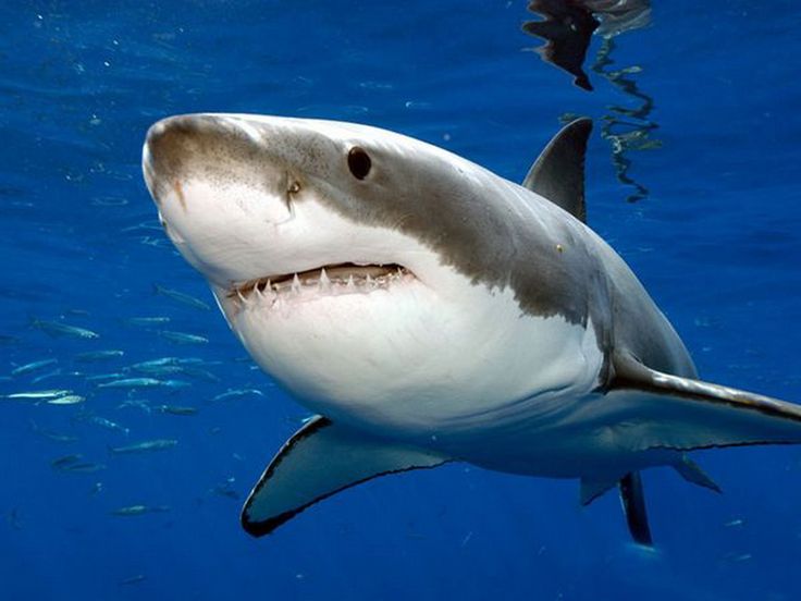 Акула юбилейная ул 15 фото Shark Week 2014 Party Gran tiburón blanco, Imágenes de tiburones, Informacion de