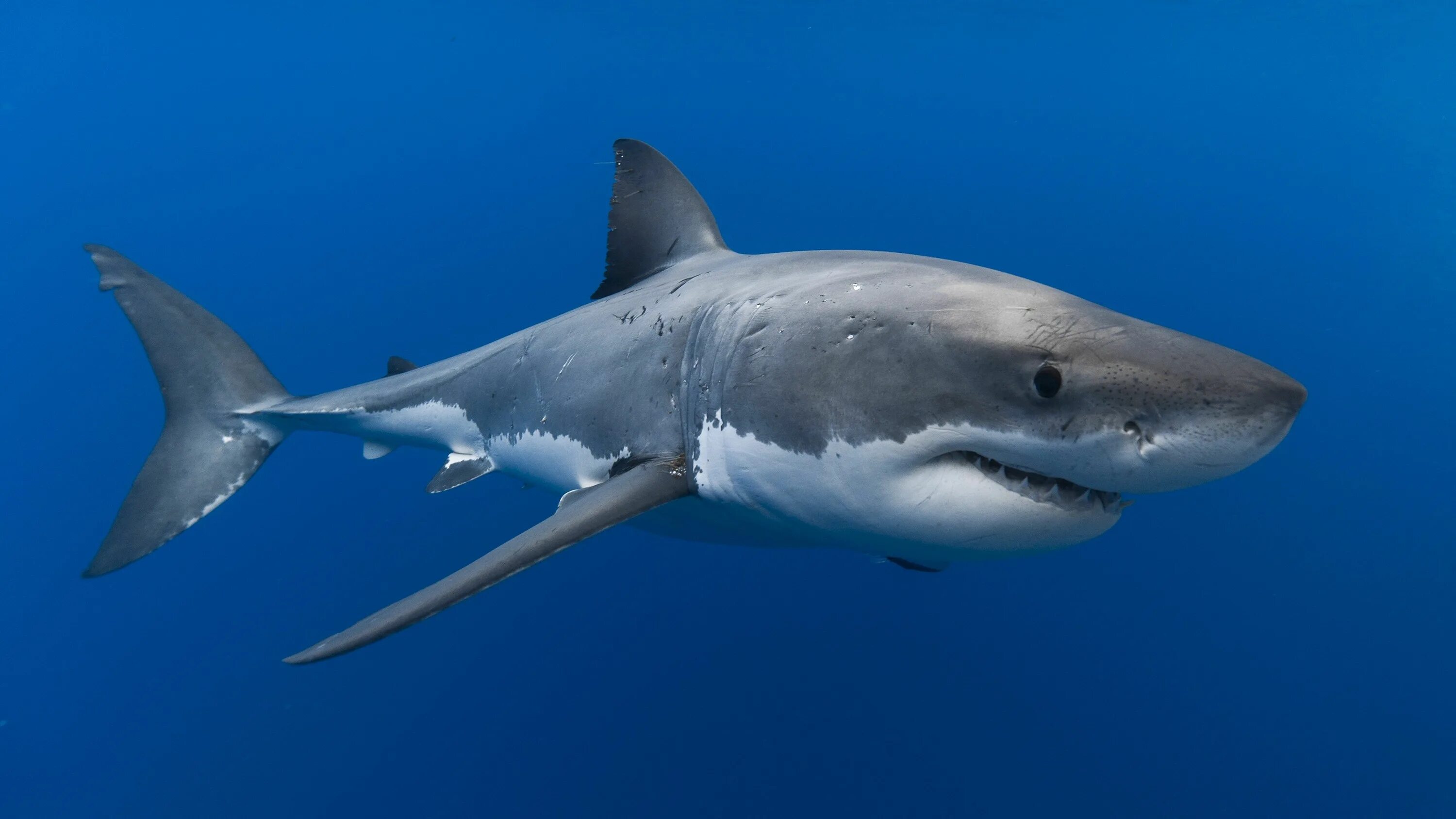 Акула юбилейная ул 15 фото 4k download wallpaper (3840x2160) Great white shark, Shark, Dangerous animals