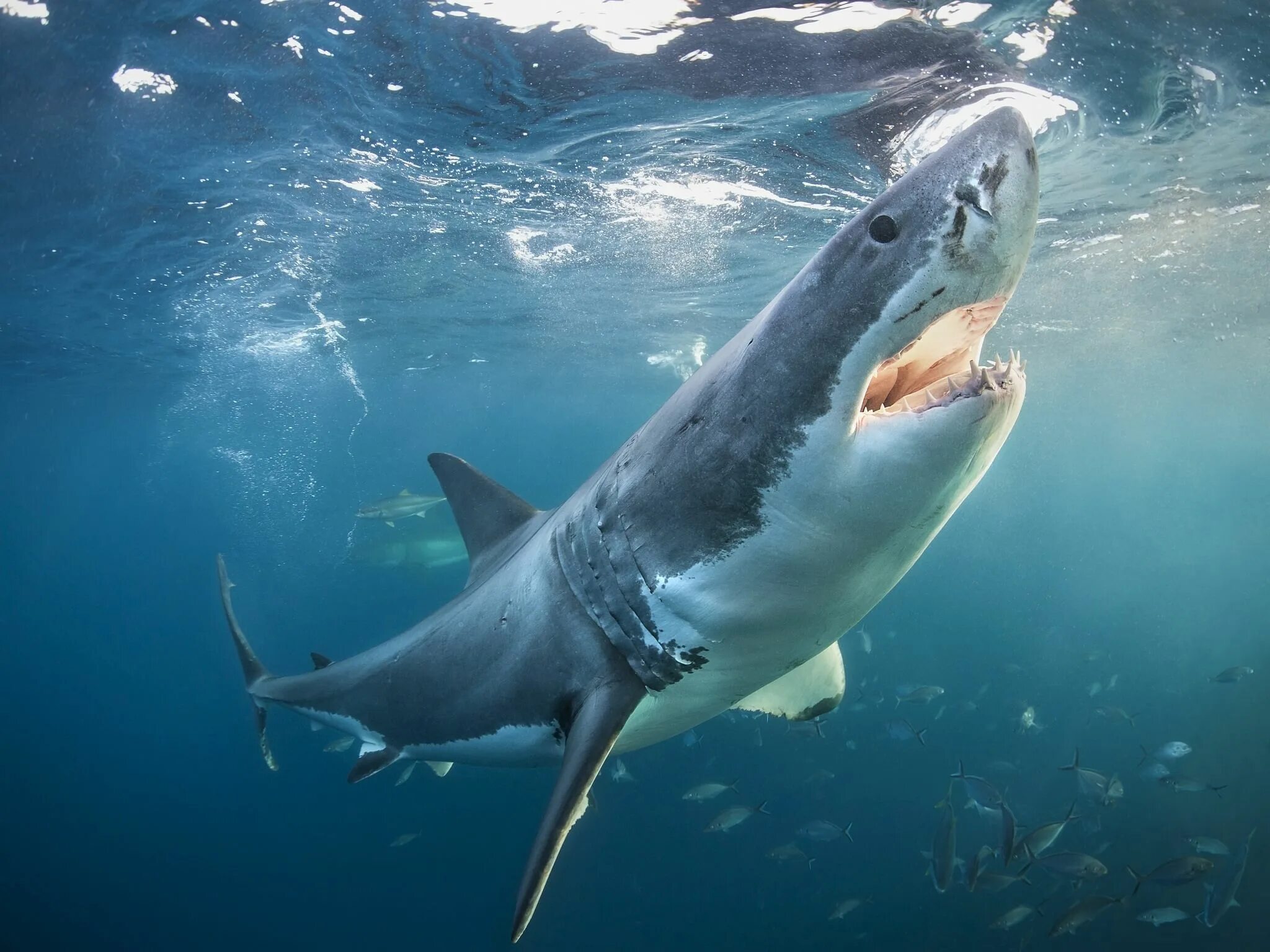 Акула юбилейная ул 15 фото Great white shark Great white shark, Shark pictures, Shark