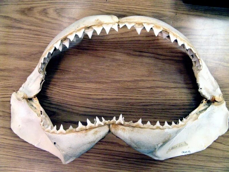 Акульи зубы у человека фото Prickly Shark - "OCEAN TREASURES" Memorial Library