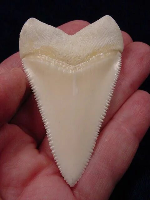 Акульи зубы у человека фото Tooth from a Great White shark. Great white shark teeth, White sharks, Great whi