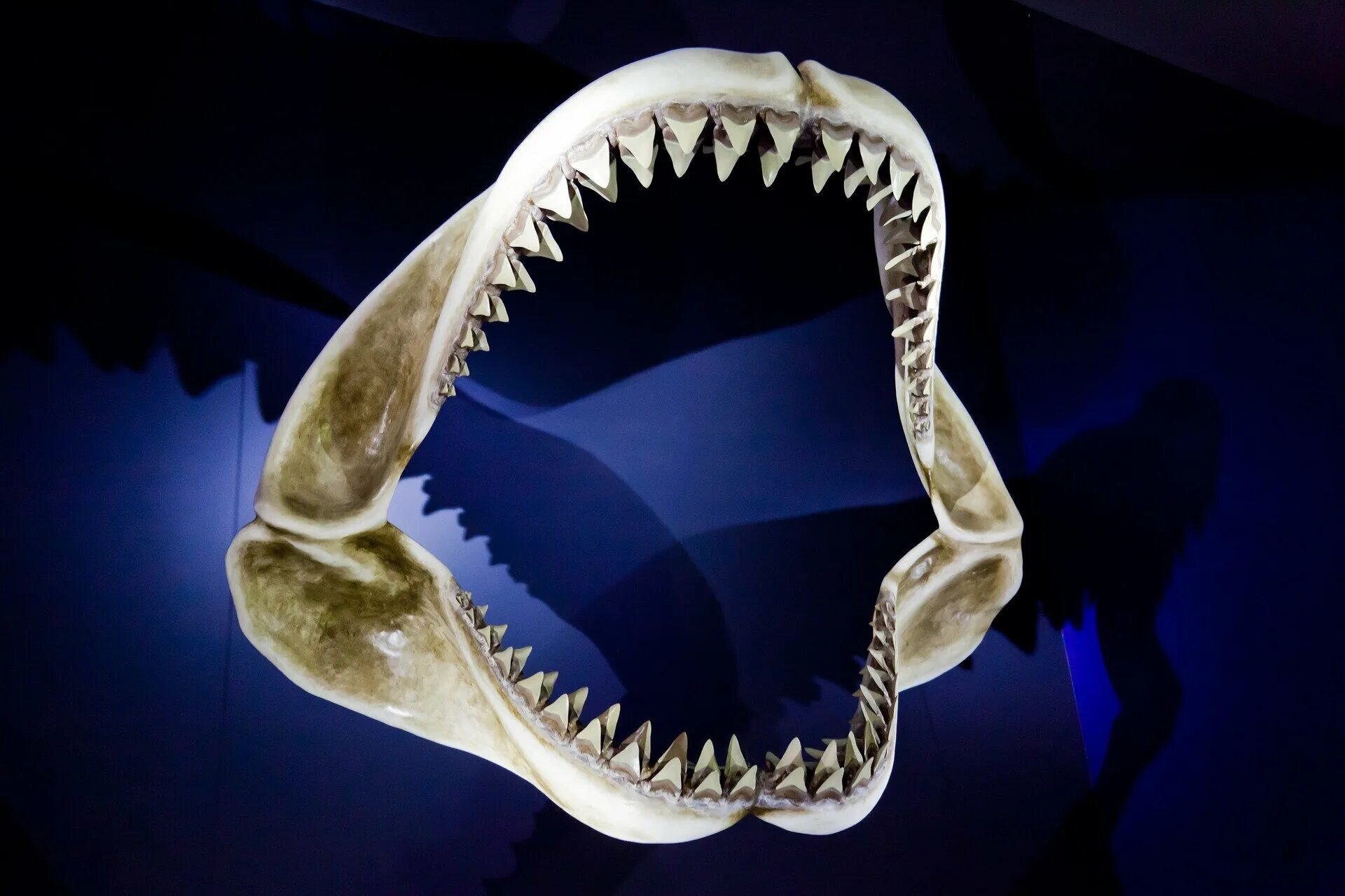 Акульи зубы у человека фото Bringing a shark to a knife fight: 7,000-year-old shark-tooth knives discovered 
