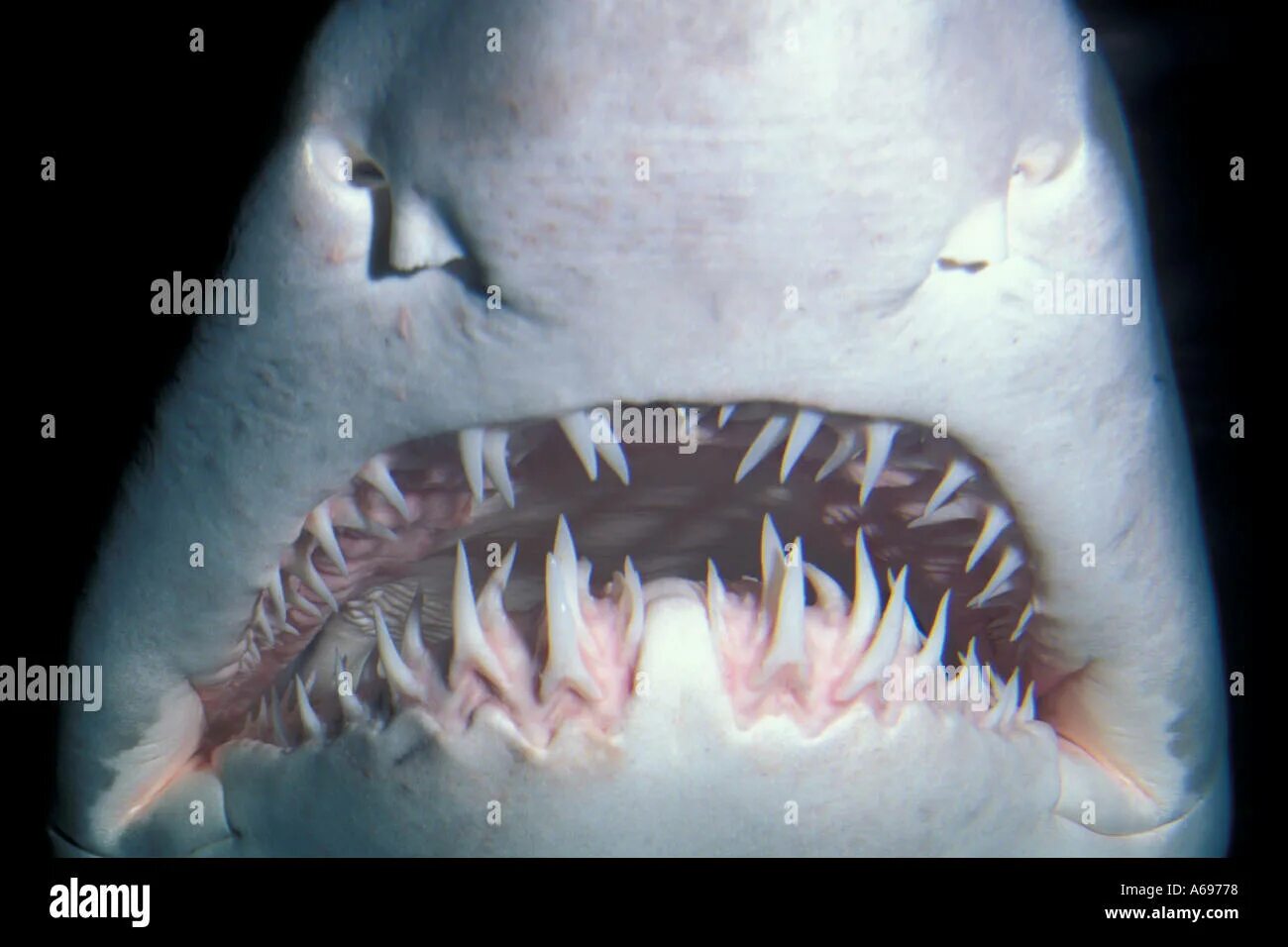 Акульи зубы у человека фото Jaws of a gray nurse shark Stock Photo - Alamy