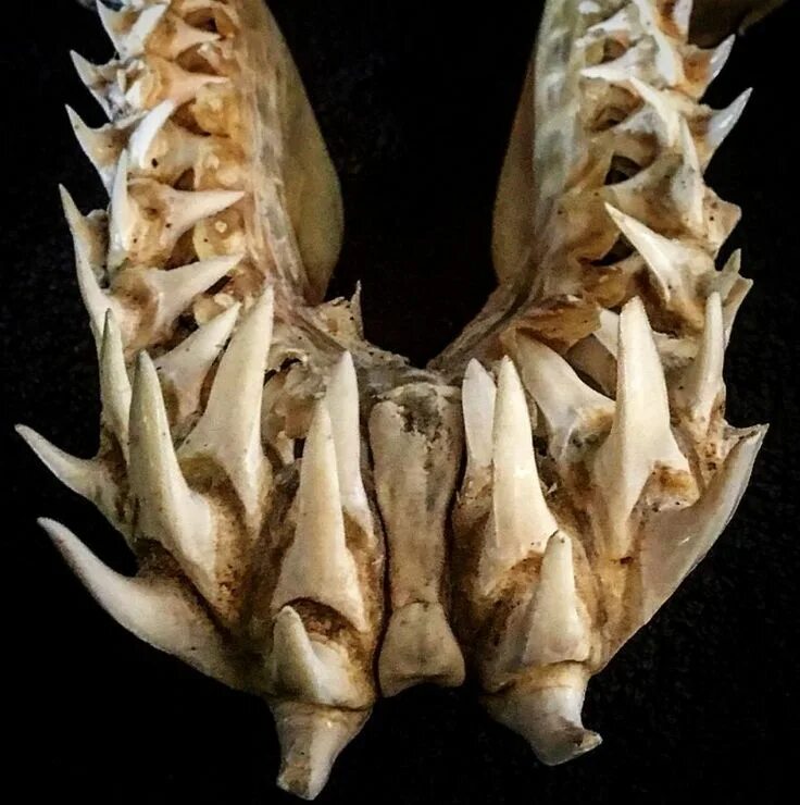 Акульи зубы у человека фото 31 Underwater Horrors That Were Taxidermied. Snakehead fish, Mako shark, Tiger f