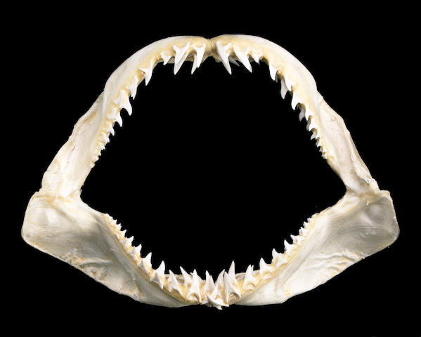 Акульи зубы у человека фото Bull Shark Teeth Rows 7A7
