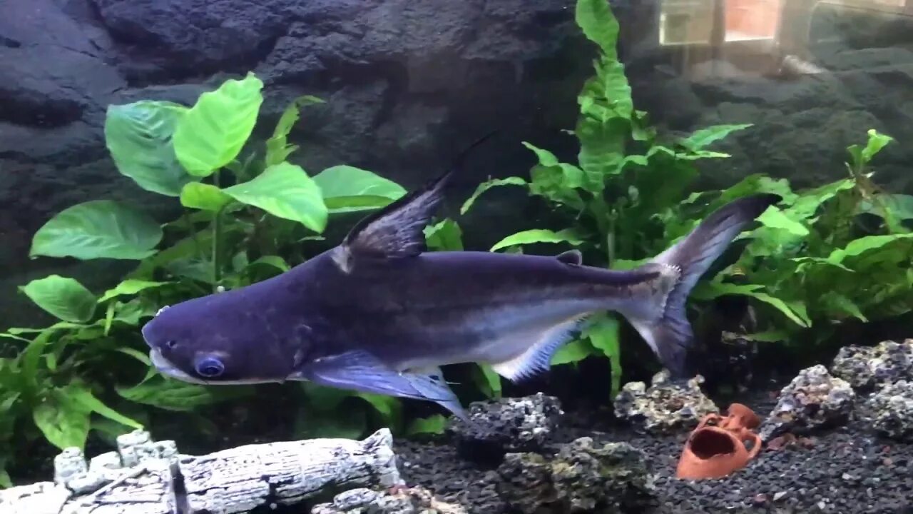 Акулий сомик аквариумная рыбка фото Pangasius 40 cm - YouTube