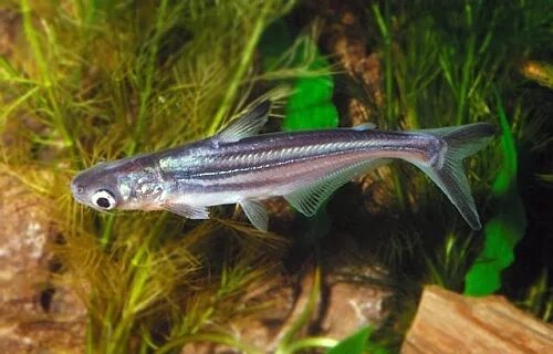 Акулий сомик аквариумная рыбка фото Купить Рыба Акула-сом Pangasianodon hipophthalmus: отзывы, фото и характеристики