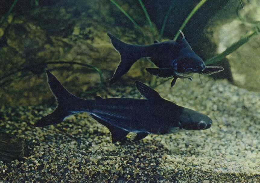Акулий сомик аквариумная рыбка фото 6. Сиамский пангасиус. Pangasius sutchi Сем. Pangasiidae (Пангасиевые сомы) 1984