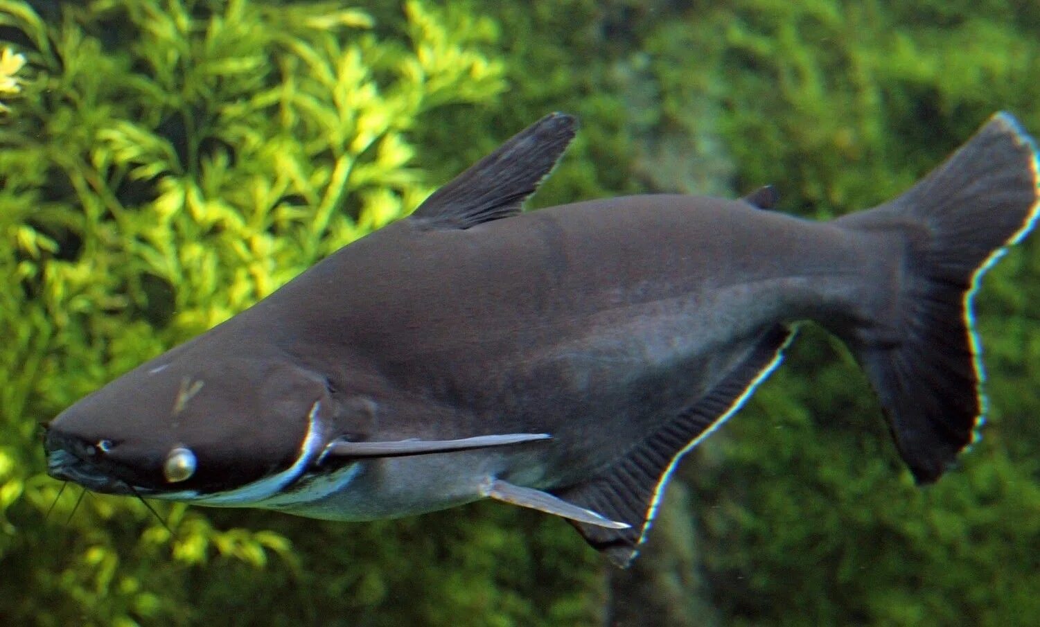 Акулы аквариумные рыбки фото и названия iridescent shark Giant fish, Tropical freshwater fish, Freshwater sharks