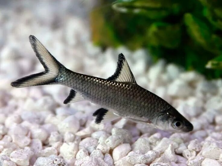 Акулы аквариумные рыбки фото и названия Balantiocheilus melanopterus Get it from https://www.aquafood.co.uk/product/bala