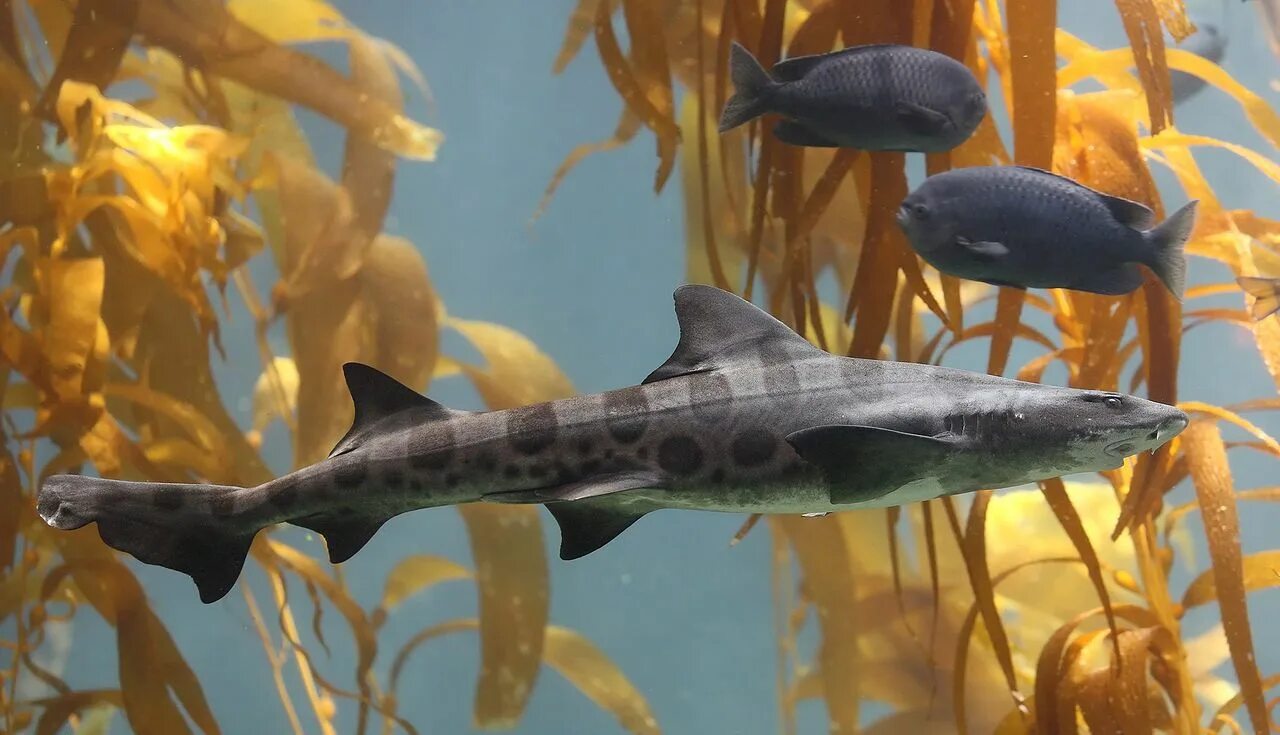 Акулы аквариумные рыбки фото и названия San Diego–Tijuana Leopard shark, Monterey bay aquarium, Shark pictures
