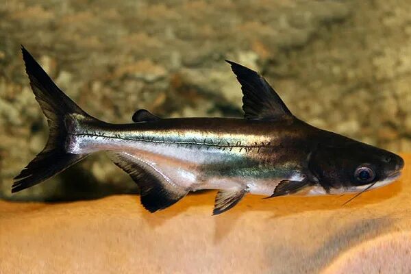Акулы аквариумные рыбки фото и названия Акула пресноводная (Pangasius sanitwongsei) 6-7 см купить за 251 руб. - ZOOMIX
