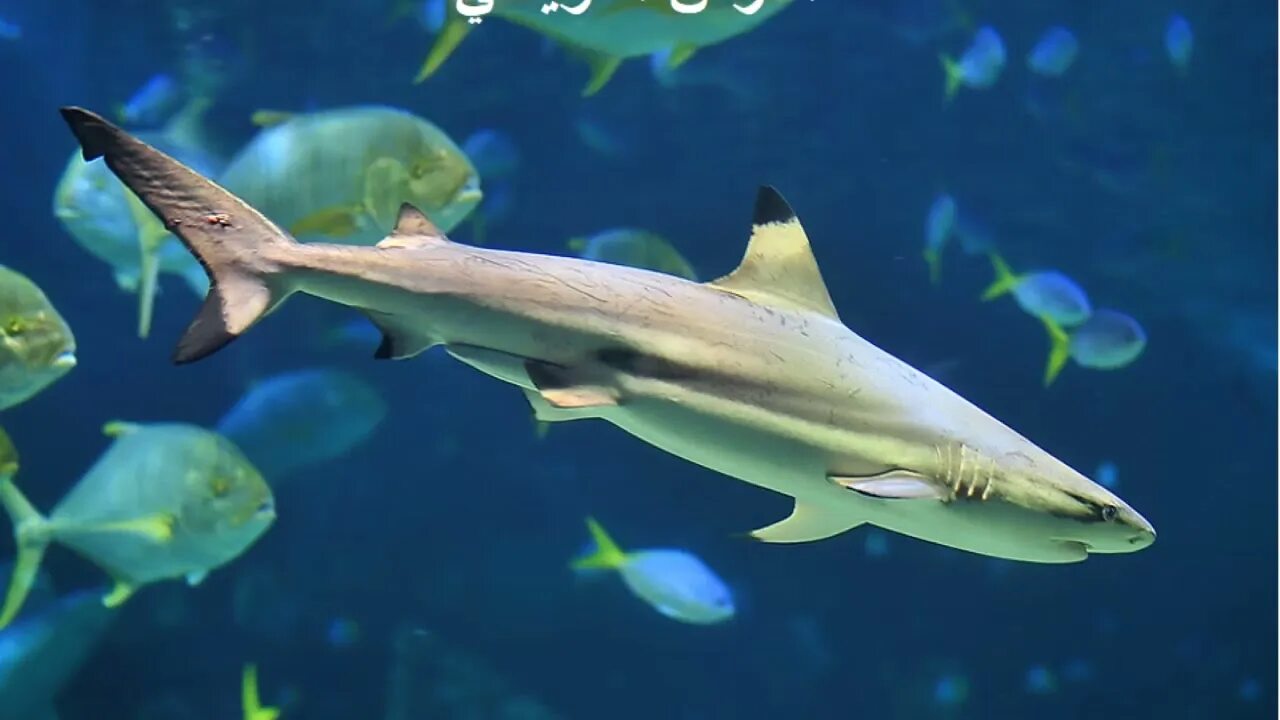 Акулы аквариумные рыбки фото и названия الاسماك القاتله الخطيره في البحر الاحمر The Killer Fish Lurking in the Red Sea -