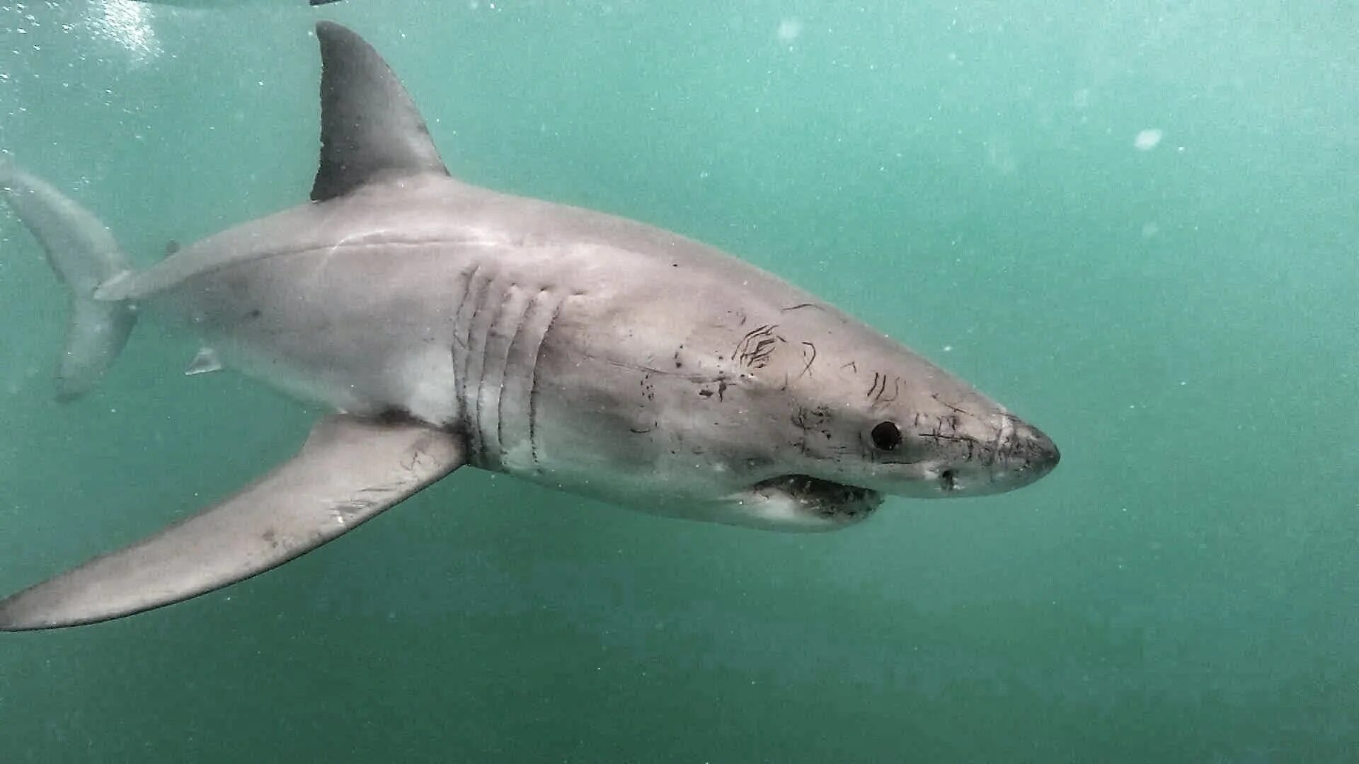 Акулы черного моря фото Белая акула в черном море: найдено 90 изображений