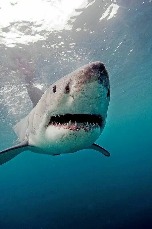 Акулы фото самые U. Arnold - Google+ Great white shark, Shark, White sharks