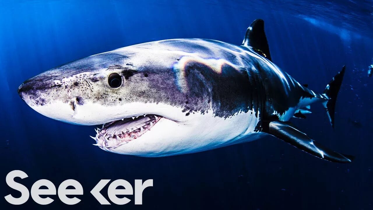 Акулы фото самые Some Sharks Live for 500 Years, What Can We Learn From Them? - YouTube