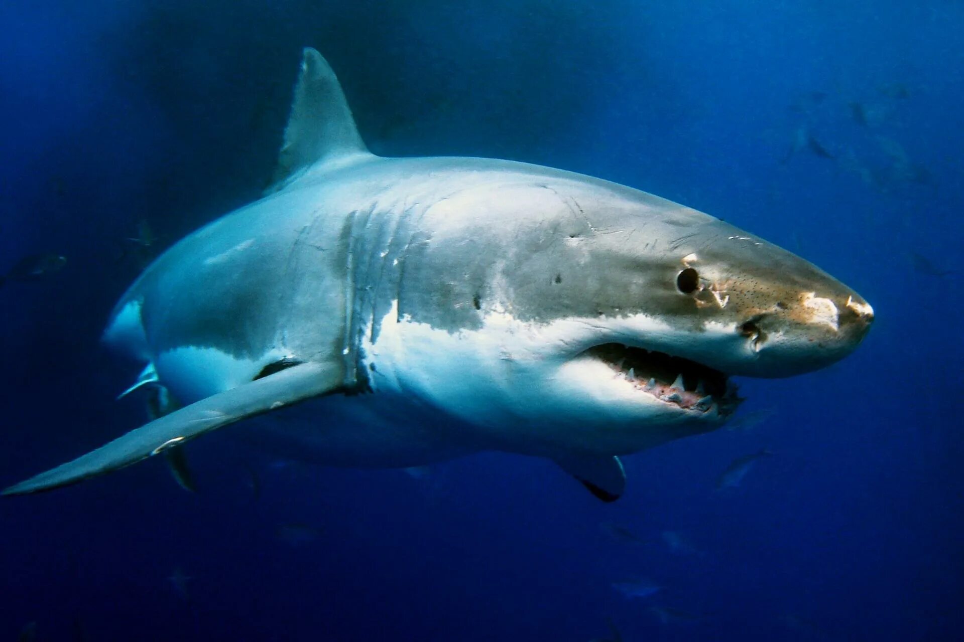 Акулы фото самые Great white shark genome has been sequenced, revealing clues to longevity and ca