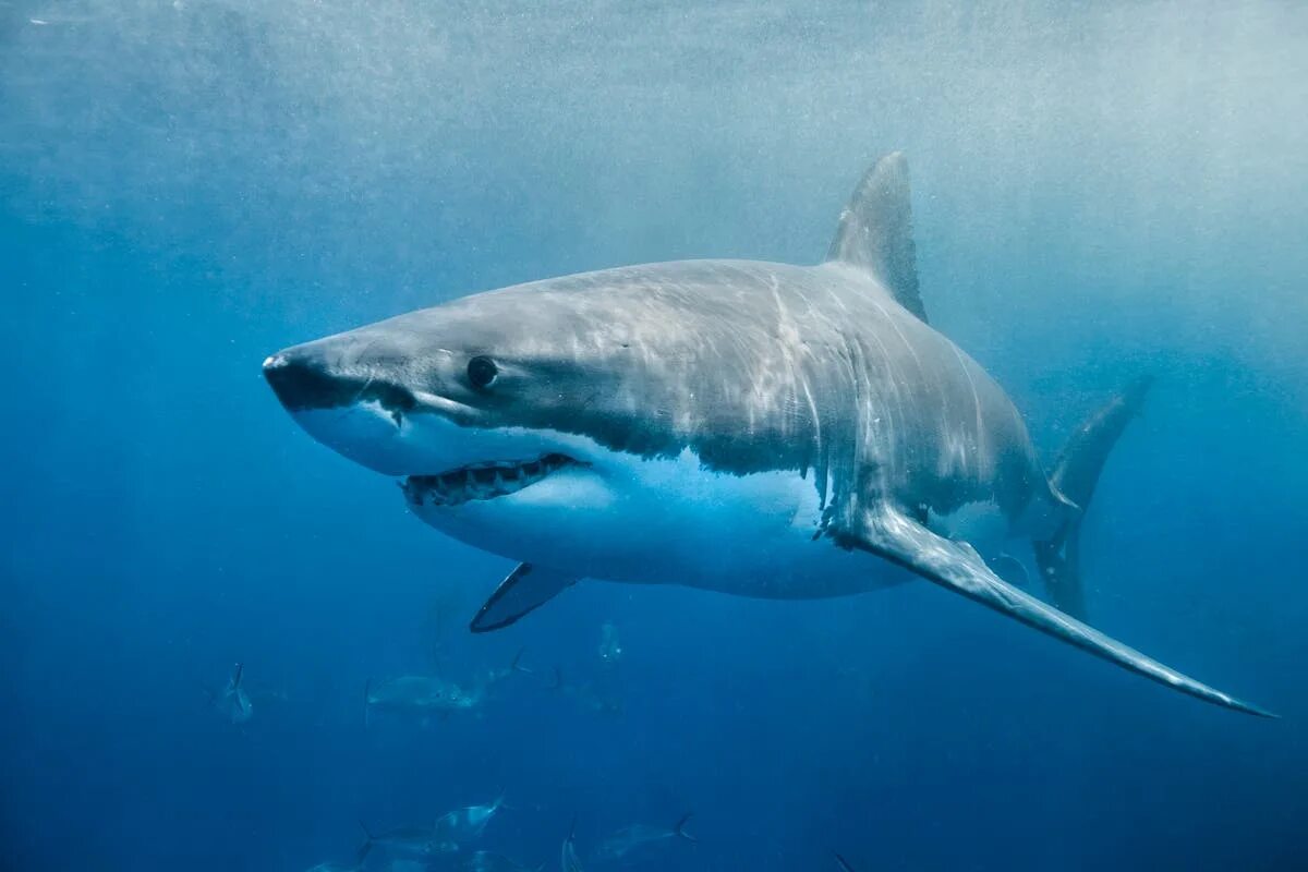 Акулы фото самые Massive great white shark tracked off Virginia’s Chesapeake Bay The Independent