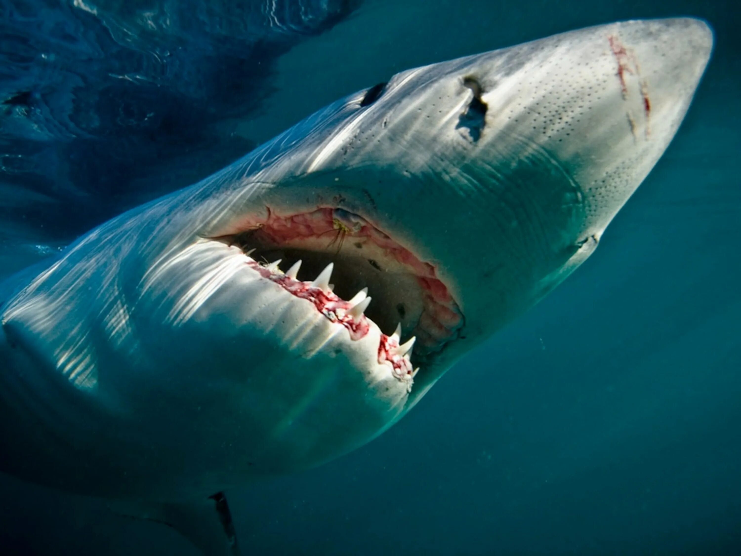 Акулы фото самые Great White SharkGreat White Shark