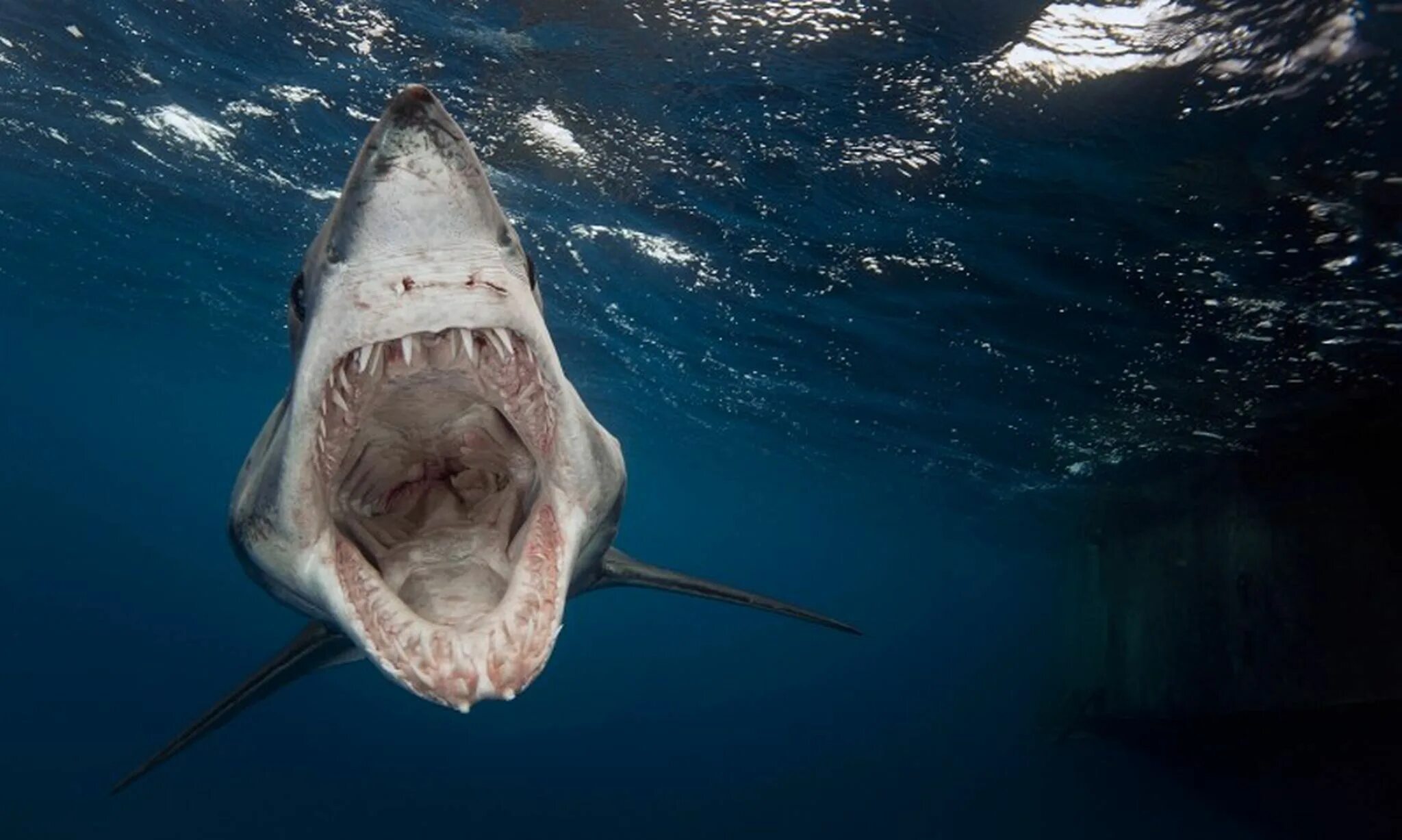 Акулы фото самые Best Underwater Photographer of the Year Competition: Stunning image of mako sha