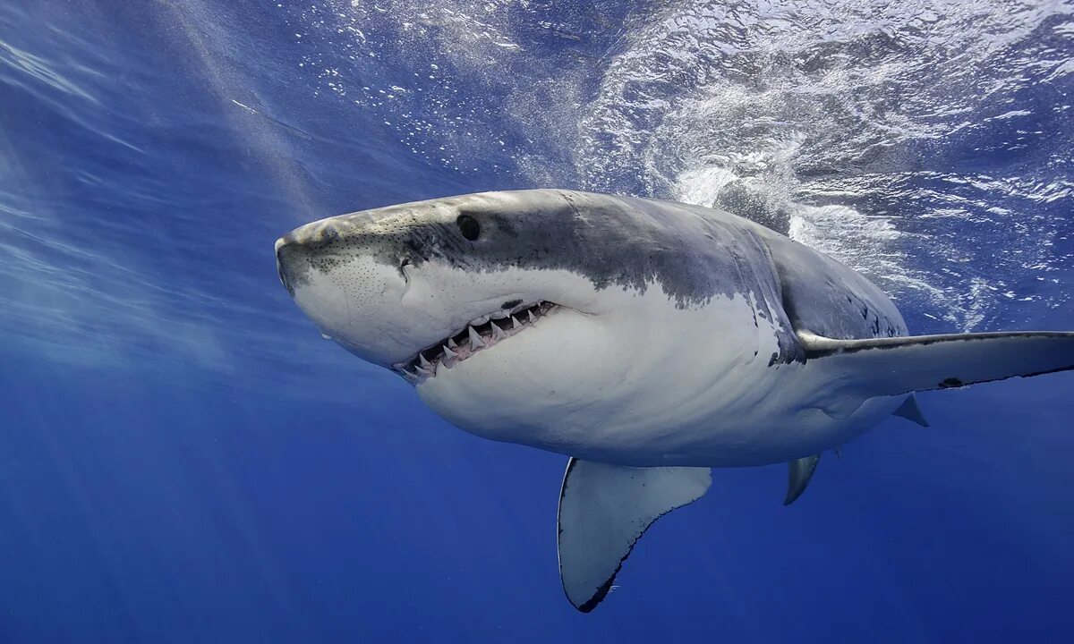 Акулы фото самые Food vlogger fined $18,431 for cooking and eating endangered great white shark -