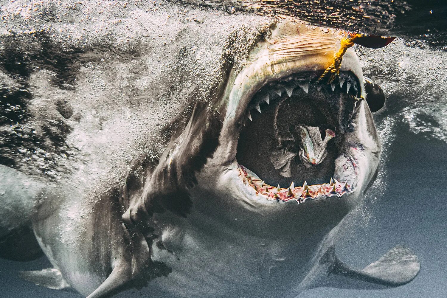 Акулы фото самые Giant sharks swim terrifyingly close to photographer in incredible pics taken in