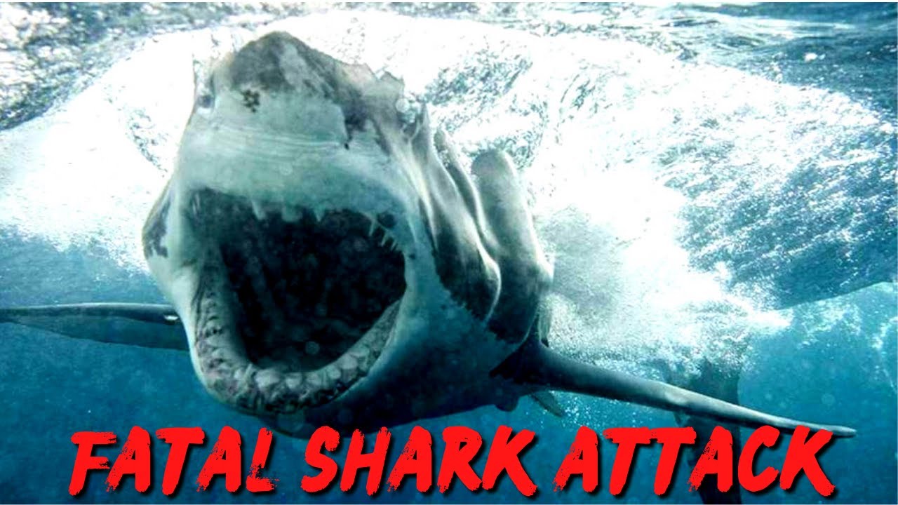 Акулы фото самые The GREAT WHITE SHARK Attack Simon Nellist's Horrifying Story - YouTube