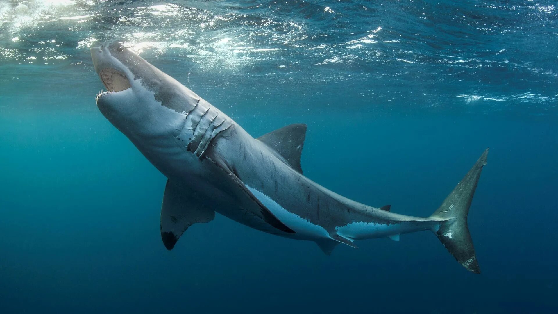Акулы фото самые Great white sharks can't see a difference between humans and prey Live Science