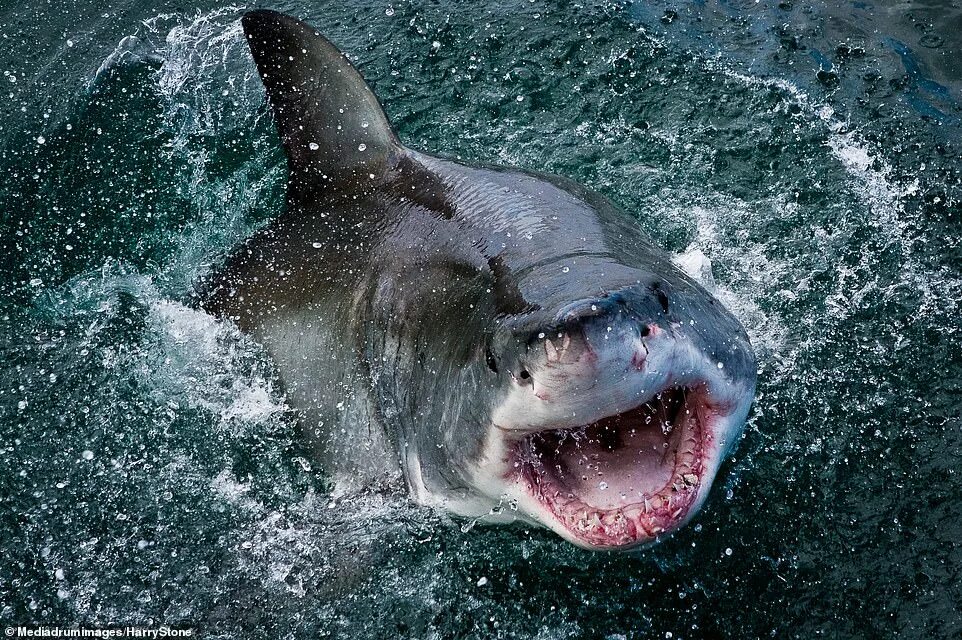 Акулы фото самые The Jaws of death: Great white shark captured in terrifying close-up photos Dail