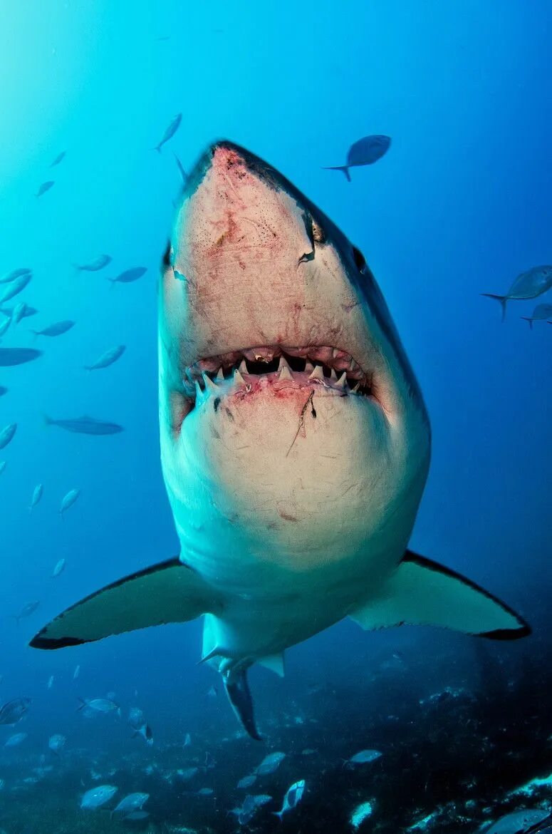 Акулы фото самые earthandanimals: Great White Shark by Tomas Kotouc Great white shark, Shark pict
