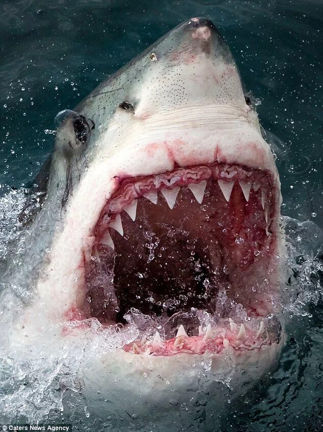 Акулы фото самые Smiling shark that looks just like Bruce from Finding Nemo White sharks, Great w