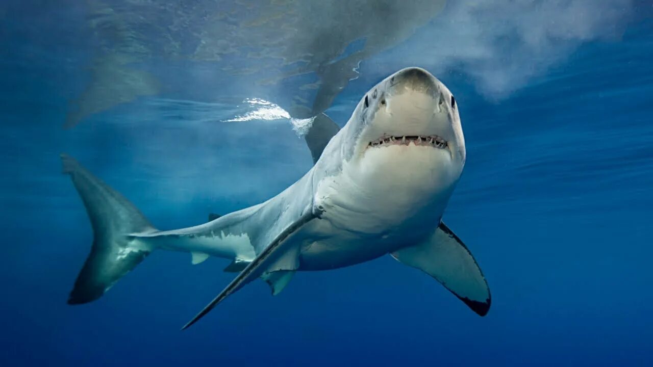 Акулы фото самые More important than ours': Conservationists decry shark nets due to marine life 