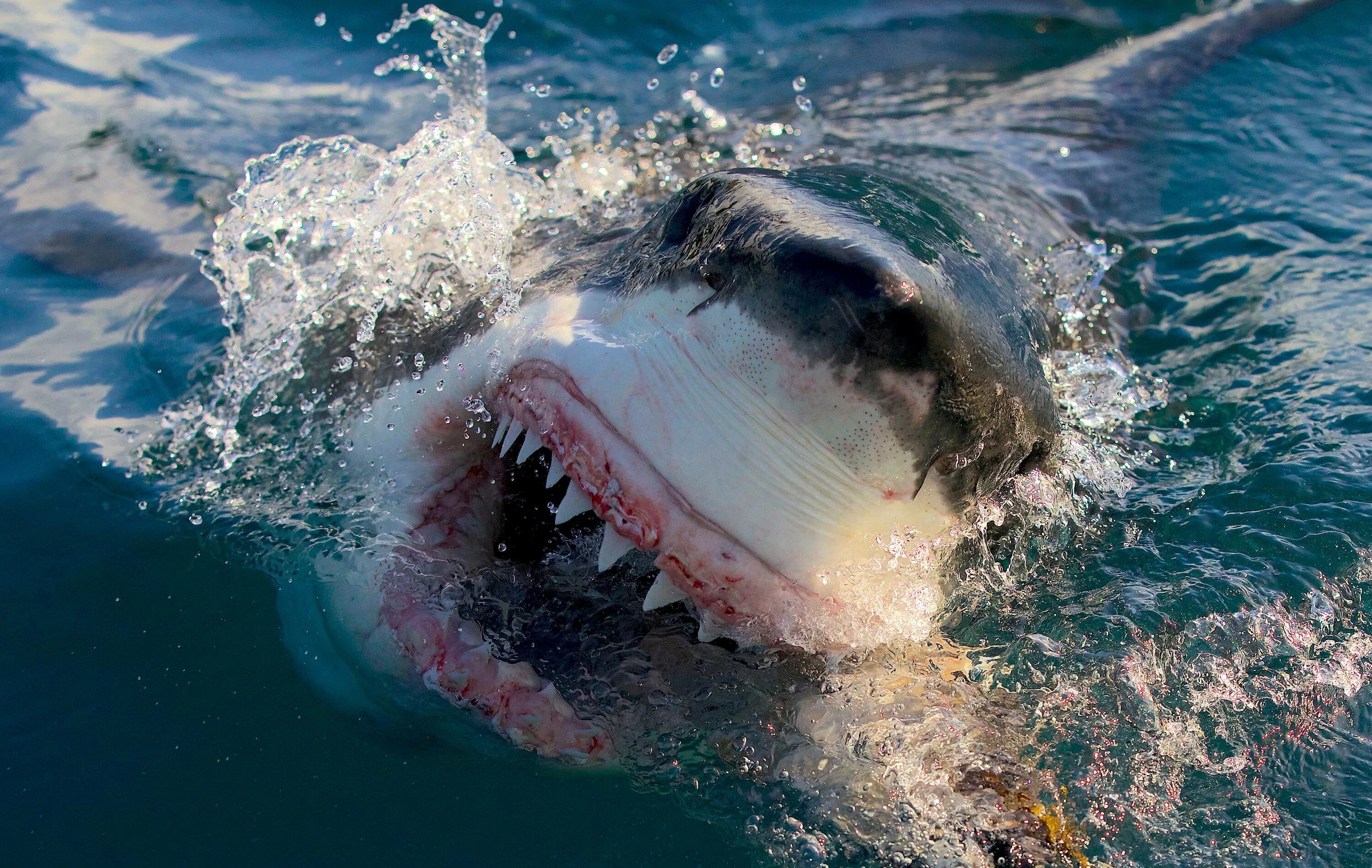 Акулы фото самые Why do sharks attack humans? The Independent