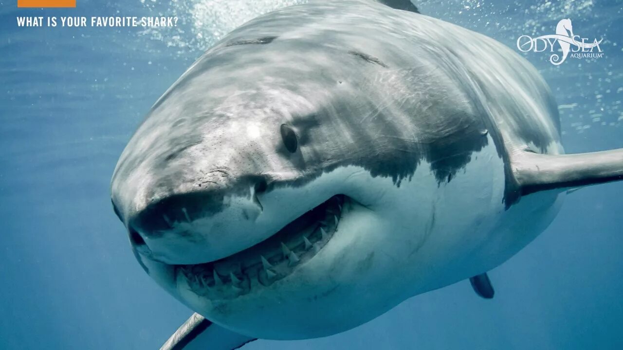 Акулы фото самые Dave's Favorite Shark - YouTube