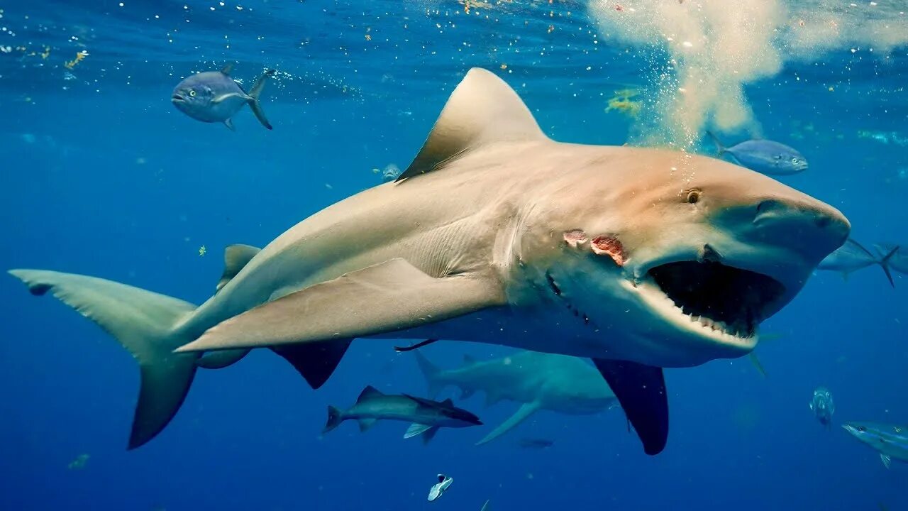 Акулы фото самые All About Deep Blue Discovery - YouTube