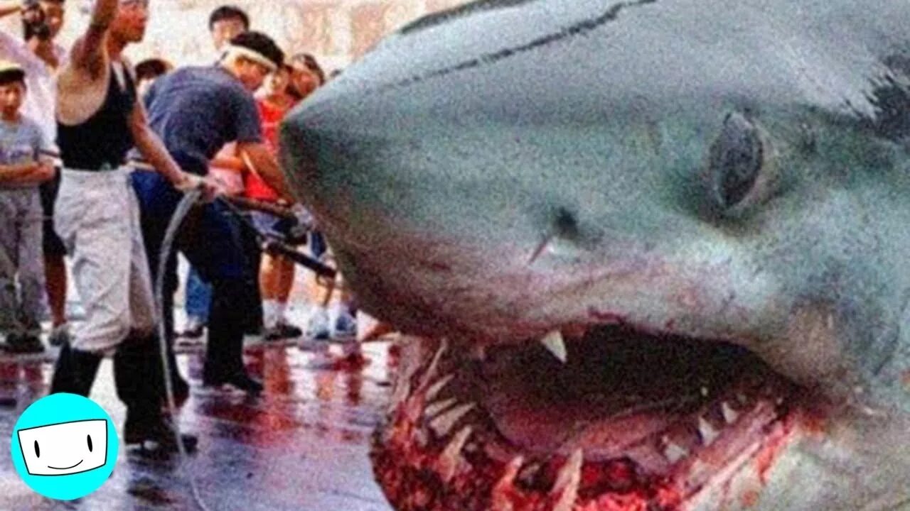 Акулы фото самые страшные 10 WEIRDEST Things Found Inside a Shark's Stomach - YouTube