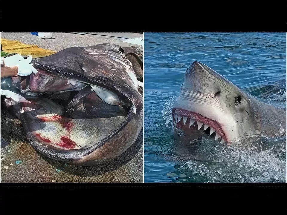 Акулы фото самые страшные the 15 most terrifying types of sharks in the world - YouTube