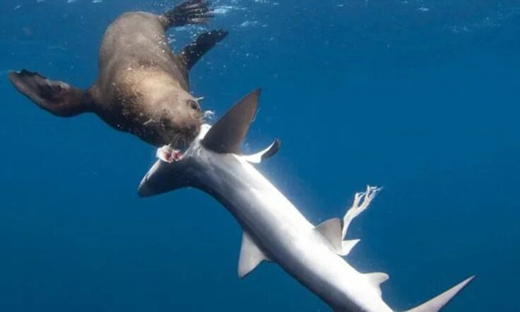 Акулы каспийского моря фото Seals get revenge by killing sharks and eating their guts Animals beautiful, Sha
