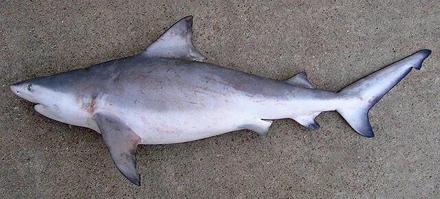 Акулы каспийского моря фото File:Carcharhinus leucas TPWD.jpg - Wikipedia