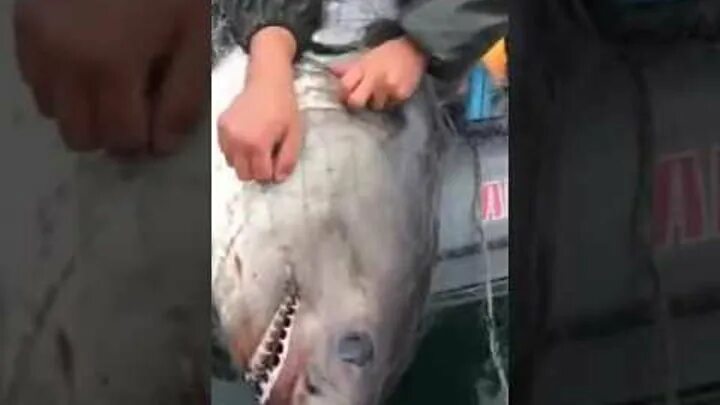 Акулы каспийского моря фото Смотрите видео "акула в каспийском море" в ОК. Плеер Видео