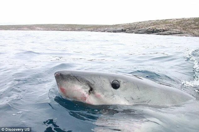 Акулы каспийского моря фото The moment a great white shark surfaces next to a cameraman's arm White sharks, 