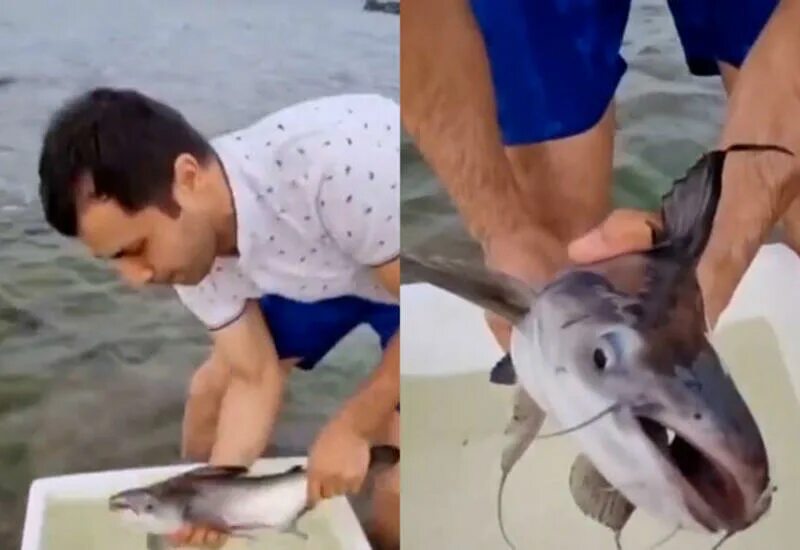 Акулы каспийского моря фото Мужчина, выпустивший в Каспий "акулу", принес извинения - ВИДЕО