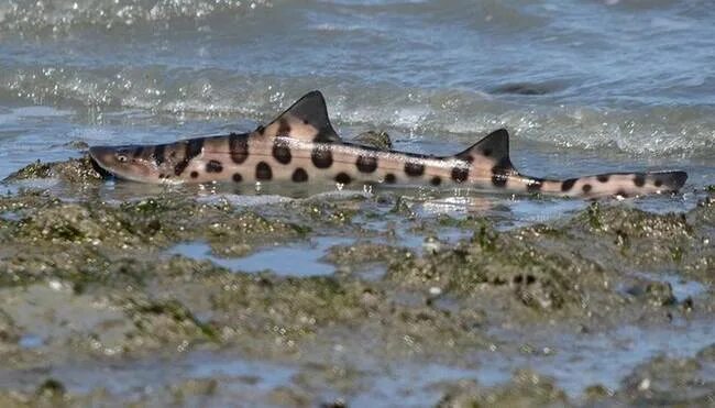Акулы каспийского моря фото Леопардовые акулы выбросились на берег Калифорнии
