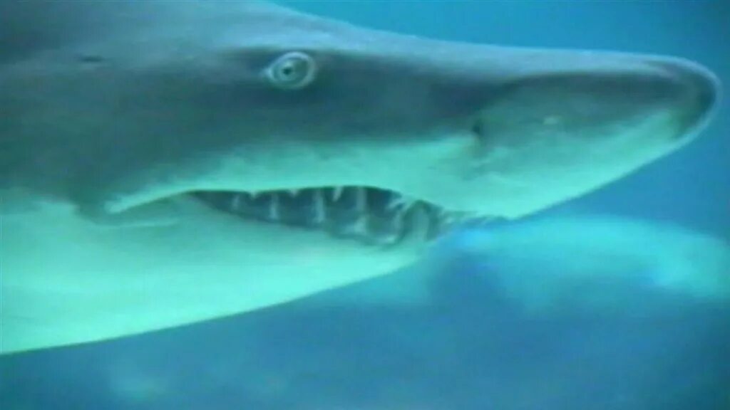 Акулы каспийского моря фото Why North Carolina Is Facing a 'Perfect Storm' for Shark Attacks