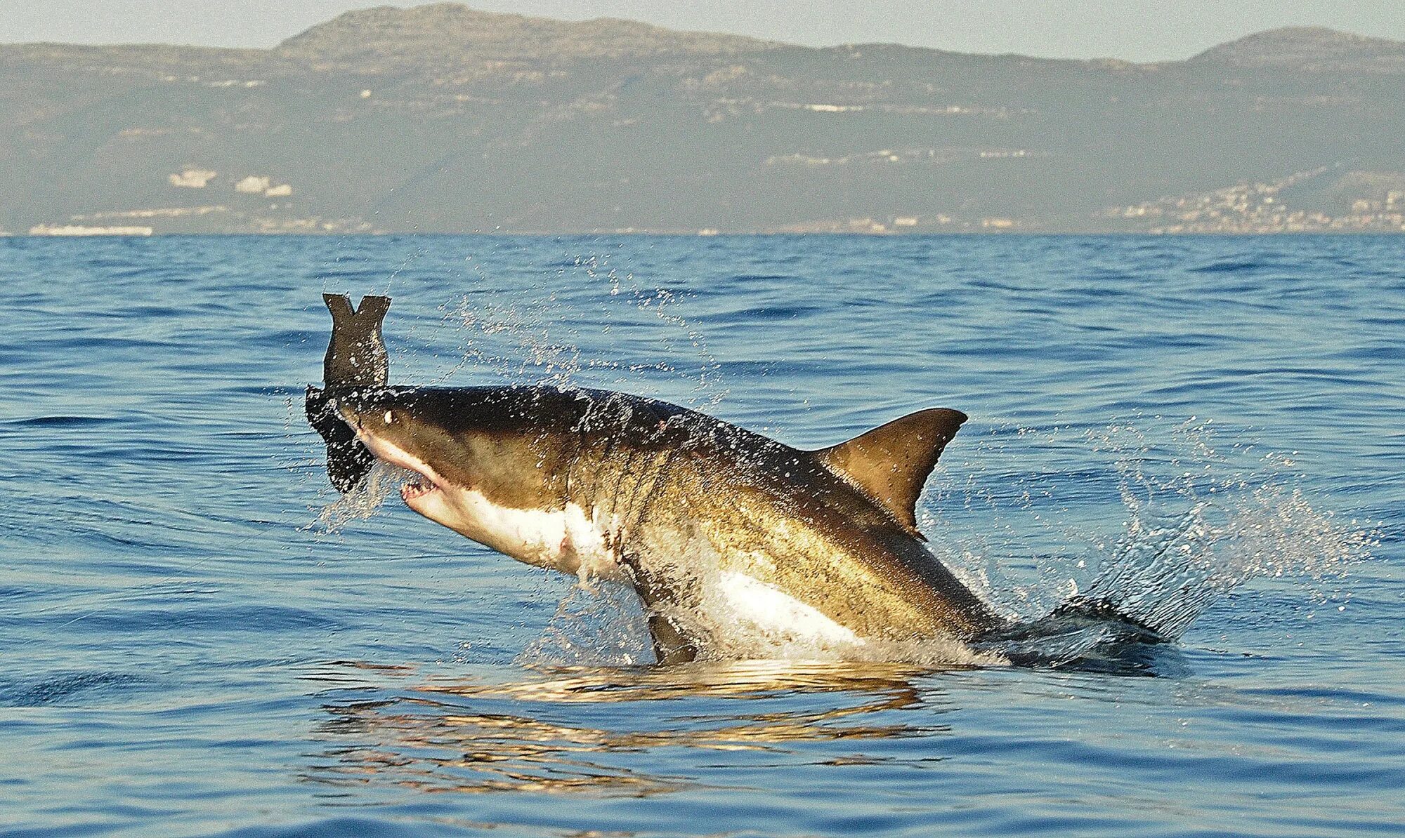 Акулы каспийского моря фото Killer Whales Blamed For White Sharks Leaving Cape Town - Bloomberg
