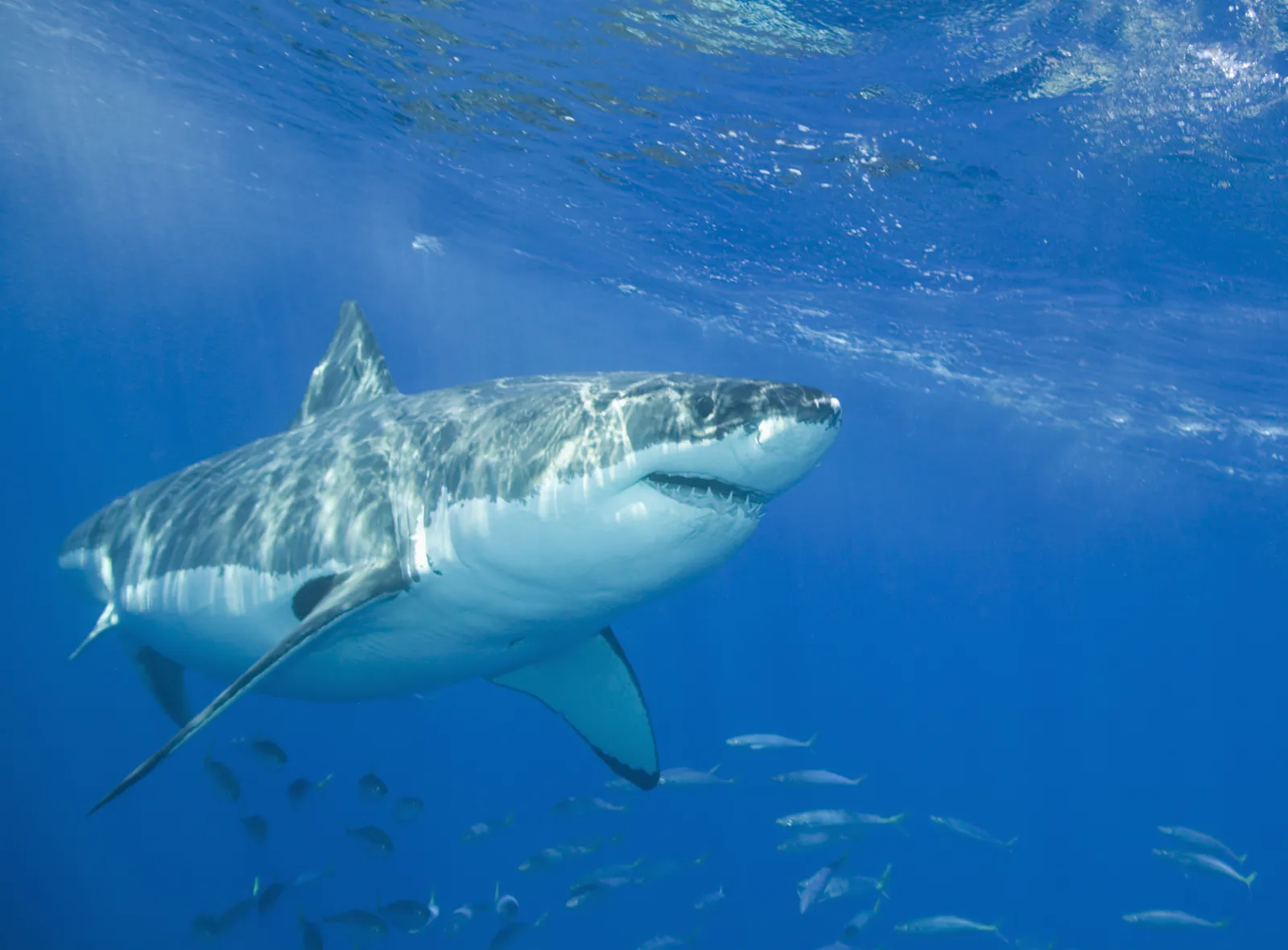 Акулы мира фото Push for electric shark barrier on northern beaches, via Ocean, shark barrier - 